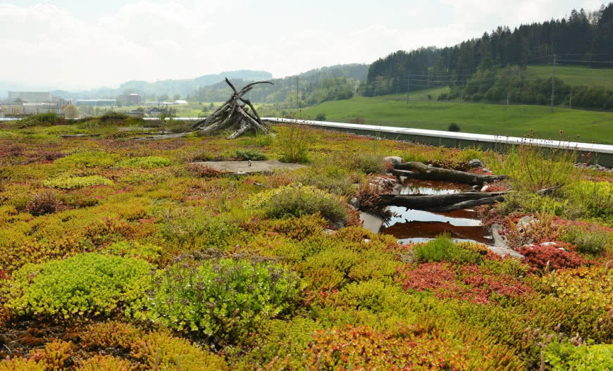 Roślinność na dachu zielonym
